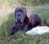 Alf Seporionato