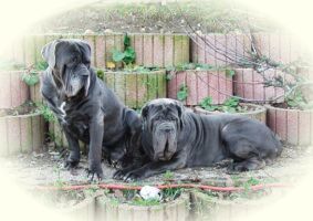 Bona Bestie Glover + Alfred
