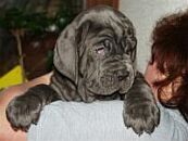 6 week age