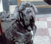 Alf Seporionato