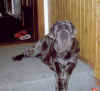 Bona Bestia Glover